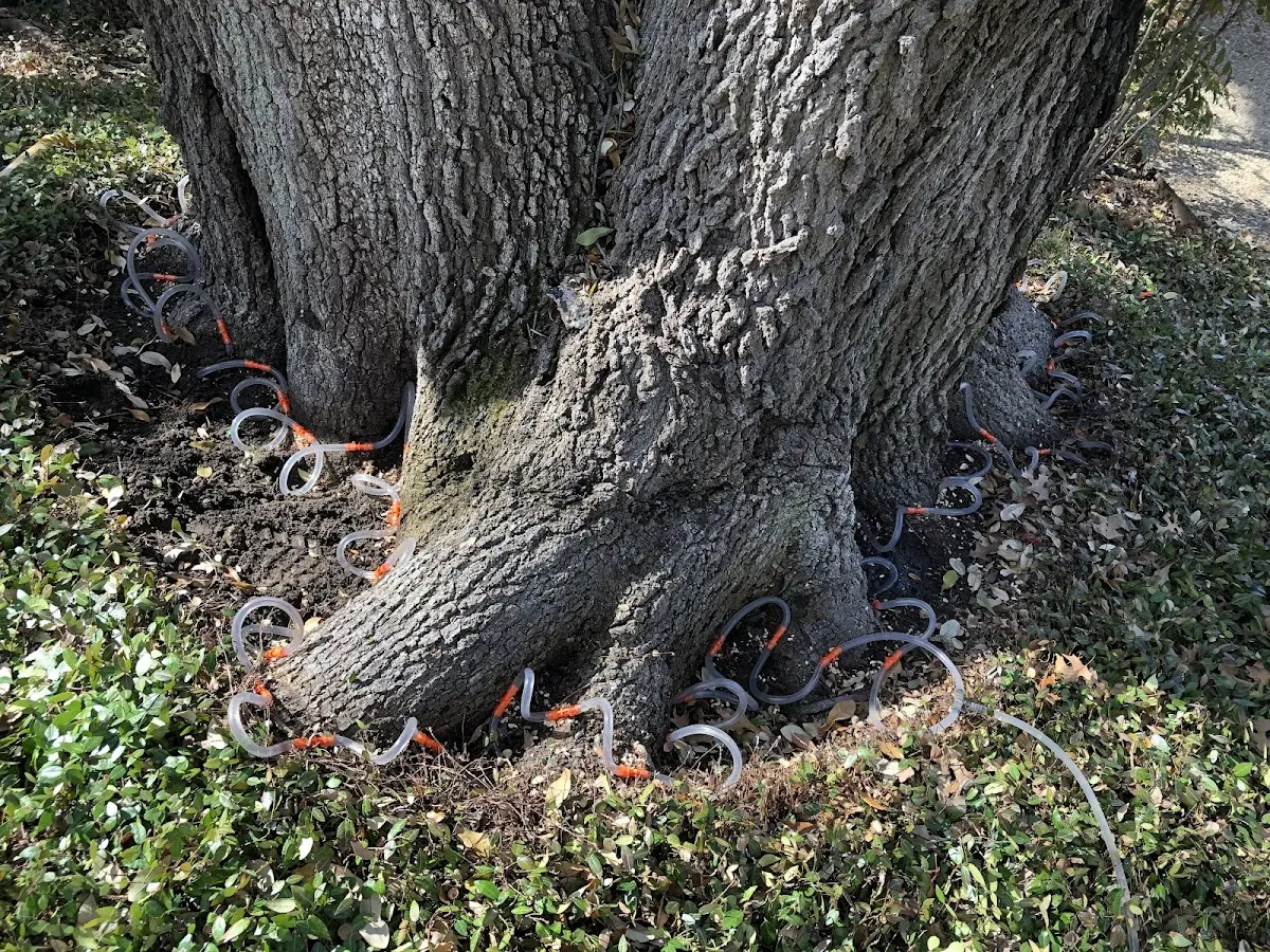 Detailed Tree Cabling and Bracing job site in Bonesteel