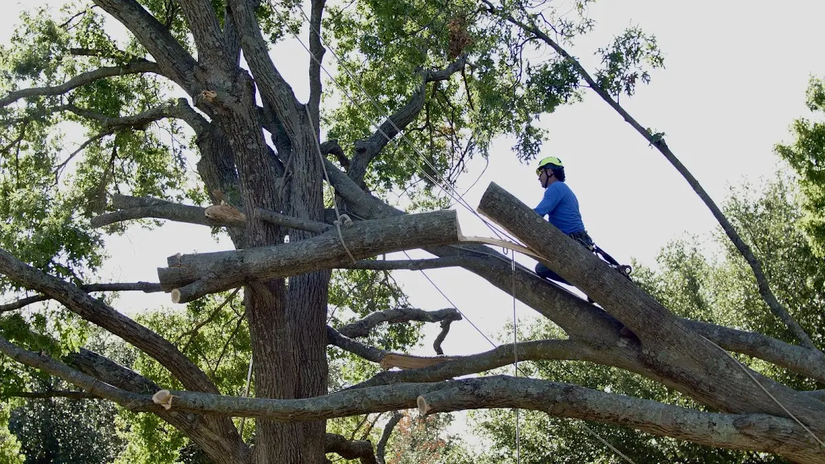 Professional Crown Thinning performed by certified arborists in Bonesteel